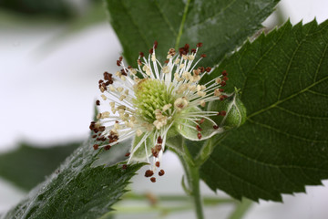 Blackberry branch with buds and flowers