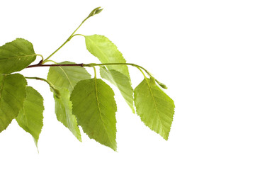 Birch branch with leaves isolated on white