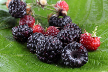Black raspberry on green leaf