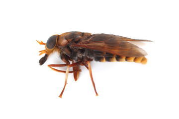 Horsefly isolated on white