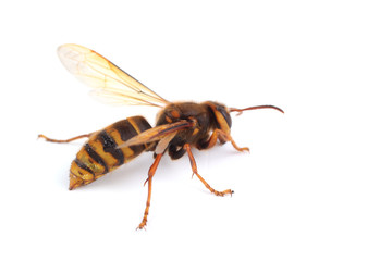 Hornet isolated on white (Vespa simillima)