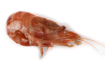 Argis lar (kuro shrimp, Northern Argid). Pacific shrimp