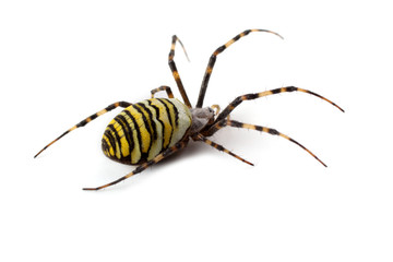 Wasp spider (Argiope bruennichi) isolated on white