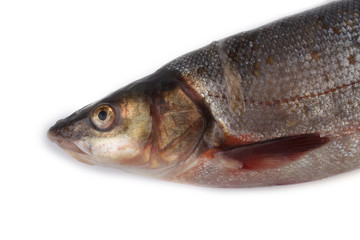 Rudd fish