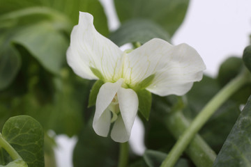 Obraz premium Pea plant blossom. Macro background