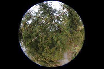 Juniperus rigida (temple juniper) tree. Circular fisheye photo