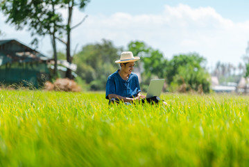 Asian men farmer sitting use laptop at the gold rice field to take care of her rice. young own business start up farm. communication network on computer technology.