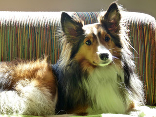 Dog Collie Pet Animal New York USA - JFK