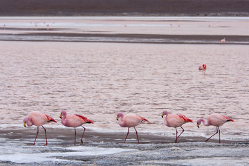 James Flamingo's feeding Bolivian lake
