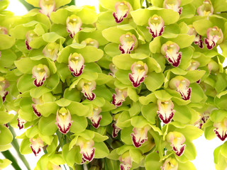 Obraz premium シンビジウム