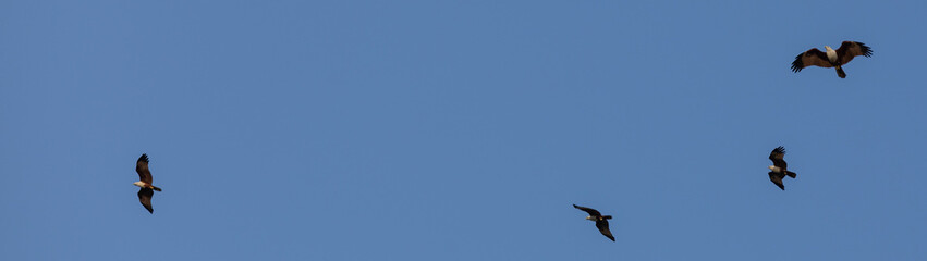 Hawks circle over a fisherman's boat