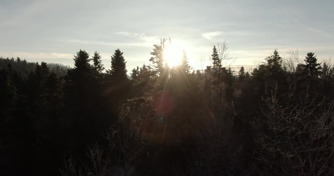 Video shot during sunrise in the forest with fog and mountains in the background.  The light is shinning through the brainer of the tree tops.