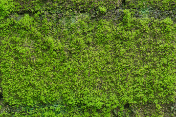 Green wall moss background on concrete wall texture, nature concept