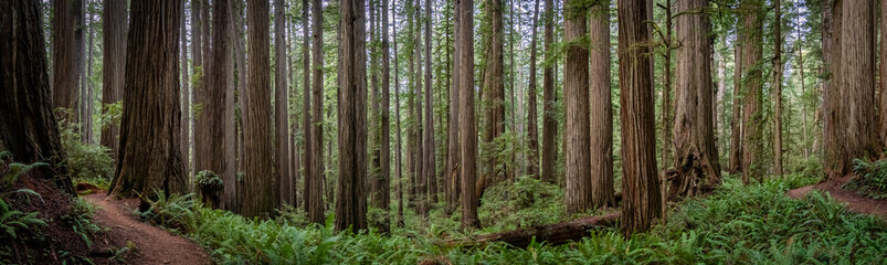 Wide angle view of hiking trail winding through massive redwood trees at Jedediah Smith State Park in Northern California - obrazy, fototapety, plakaty