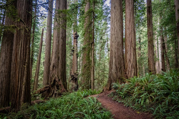 Hiking trail winding through massive redwood trees at Jedediah Smith State Park in Northern...
