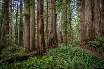 Obraz premium Szlak wędrowny wijący się wśród masywnych sekwoi w Parku Stanowym Jedediaha Smitha w Północnej Kalifornii