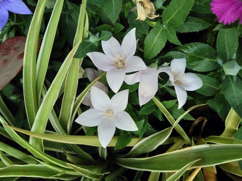 Campanula Isophylla