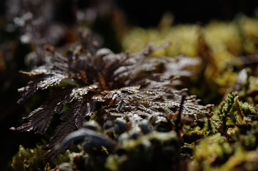 朝日を浴びる森のシダ植物
