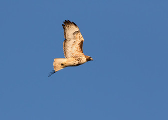 Red-tailed hawk flying, Texas