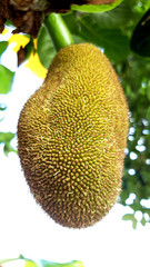 Asian summer fruits named Jackfruit scientific name Artocarpus heterophyllus, Jackfruit hanging on...
