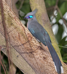 Crestedafrica, african, avian, background, beak, beautiful, bird, blue, close-up, closeup, color, colorful, coua, coua cristata, crest, crested, crested coua, cristata, cucko Coua perched on the tree 
