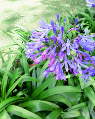 Purple Agapantha Colombian Flora Love Flower