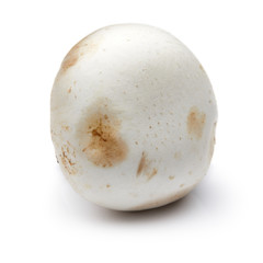 Mushroom Isolated on White Background