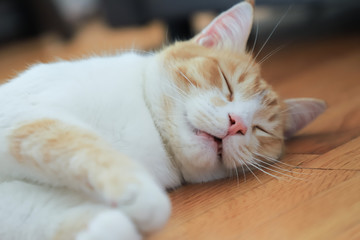 Close-up of a red cat sleeping on the parquet floor in the living room