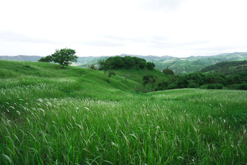 A view of the expanse of green hills, wide there is much white thatch. Background Green and white flower. the same background as Windows XP.