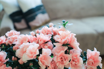 Soft pink azalea stands on a table in the living room. Flowering indoor plants in the interior. Selective focus. close up
