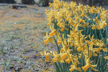 黄色いスイセン2