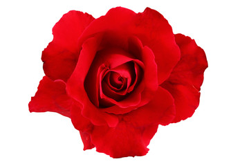 Red rose isolated with clipping path on white background.