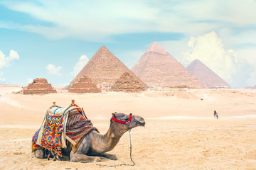 Camel lies in front of the pyramids from the Giza Plateau. Pyramid of Menkaure, Khafre and Cheops