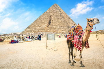 Dromedary camel standing in front of the Pyramid of Menkaure on the Giza Plateau