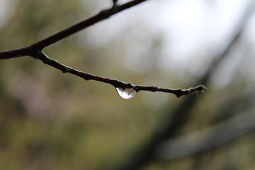 Water Drop 