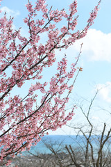 日立紅寒桜