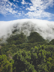 Toned image of clouds flowing down the forest on mountain slope