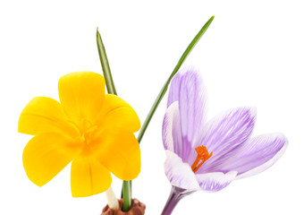 Yellow bouquet of crocuses.