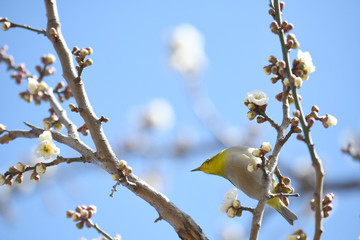 梅とメジロ