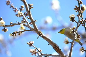 梅とメジロ