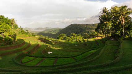 Beautiful view of Mareje Lombok's traditional fields. A nature walk in green paddy terrace. Summer vacation in Lombok, Indonesia. New Rice Fields.