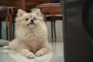 close up on pet, small dog breed for pomeranian, it lying down on the granite floor at home