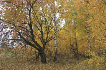 Fototapeta na wymiar Forest strip of trees of different breeds, in the Golden decoration of autumn on a cloudy day.