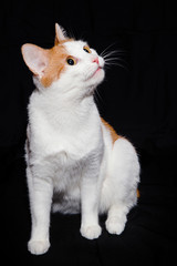 White cat with red spots on a black background.