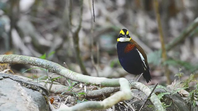 Charming malayan banded pitta bird. Beautiful vivid color male pitta bird standing on root with one leg in tropical forest ,full HD video.