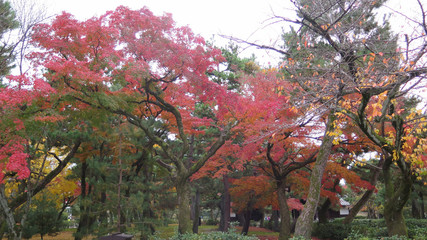 Autumn colors in Kyoto temple garden