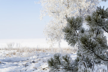 winter landscape of coniferous tree branches in frosty weather, the frost on the branches