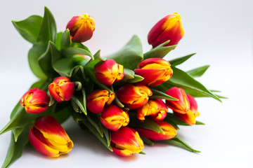 Obraz premium Beautiful tseti tulips on a light background