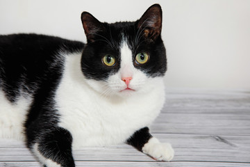 Cute black-white cat.