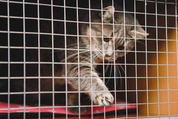 Caged locked cat.
